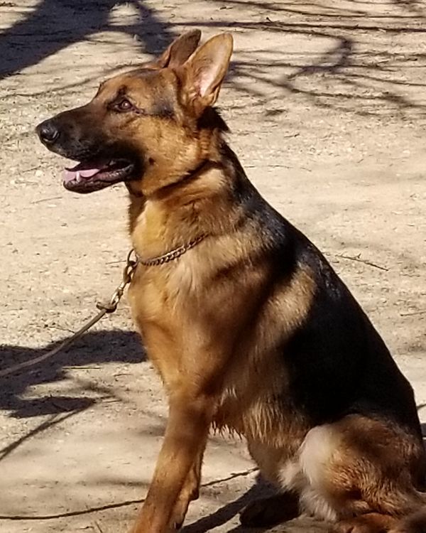 Areas We Serve Call Cross Creek Kennels Cross Creek Kennel Texas